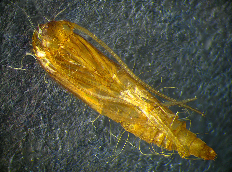 Lithocolletis (Phyllonorycter) platani